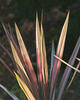 _A009423croofm.jpg
